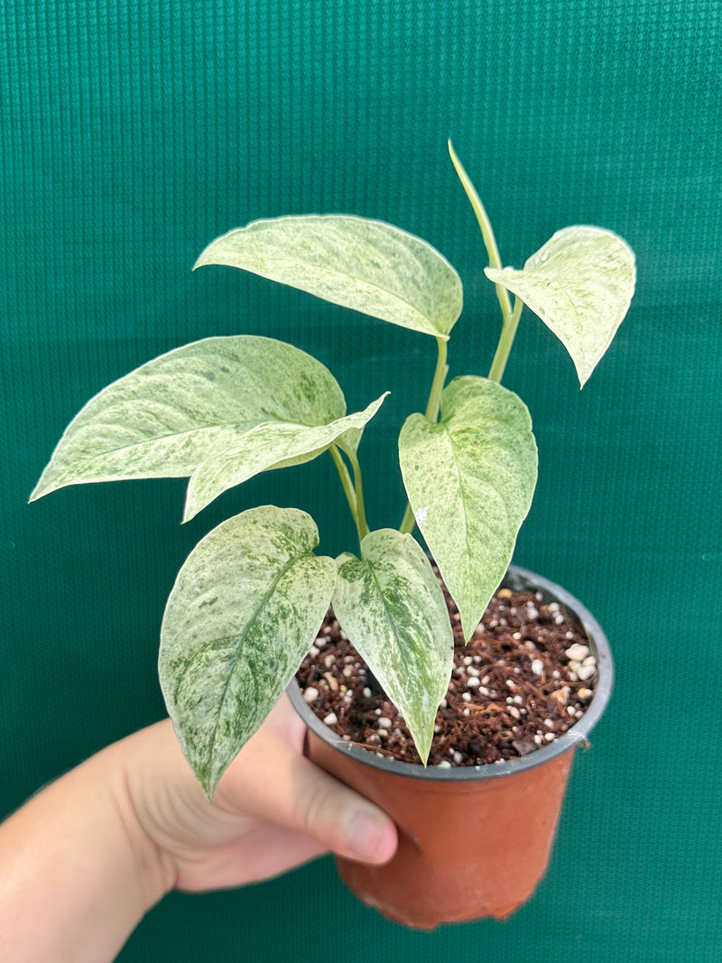 Monstera ‘Laniata Variegata Mint’