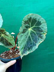 Begonia ‘Burkillii’