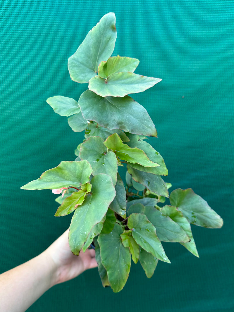 Begonia ‘Kathleen Myer’ NEW