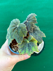 Begonia ‘Velvet’