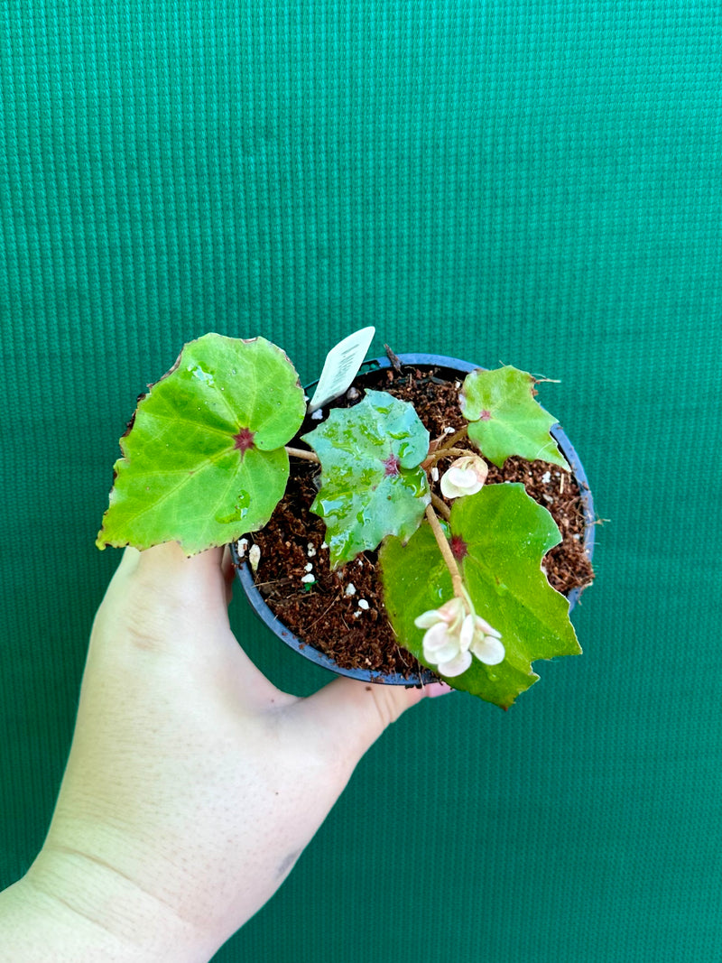 Begonia ‘Bleeding Heart’