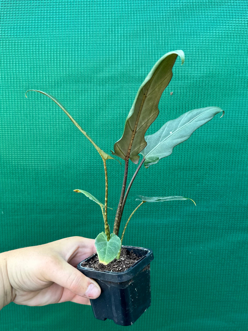 Alocasia ‘Lauterbachiana’ NEW