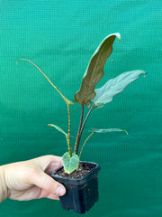 Alocasia ‘Lauterbachiana’ NEW