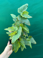 Begonia ‘Kathleen Myer’ NEW