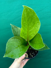 Anthurium Jenmanii