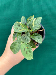 Variegated Maranta Leuconeura