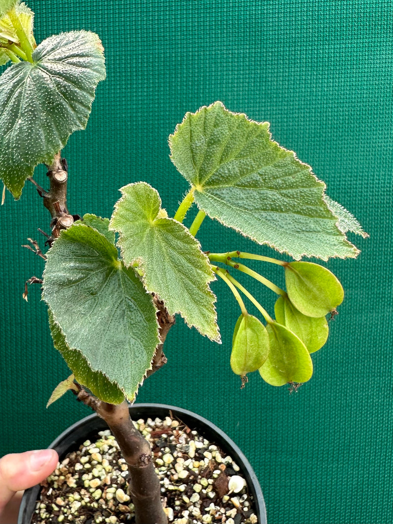 Begonia dipetala