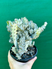 Euphorbia Lactea f. cristata