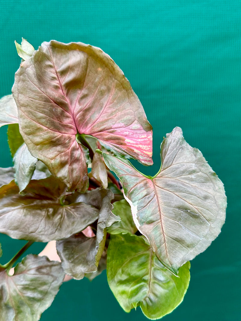 Syngonium 'Strawberry Ice’