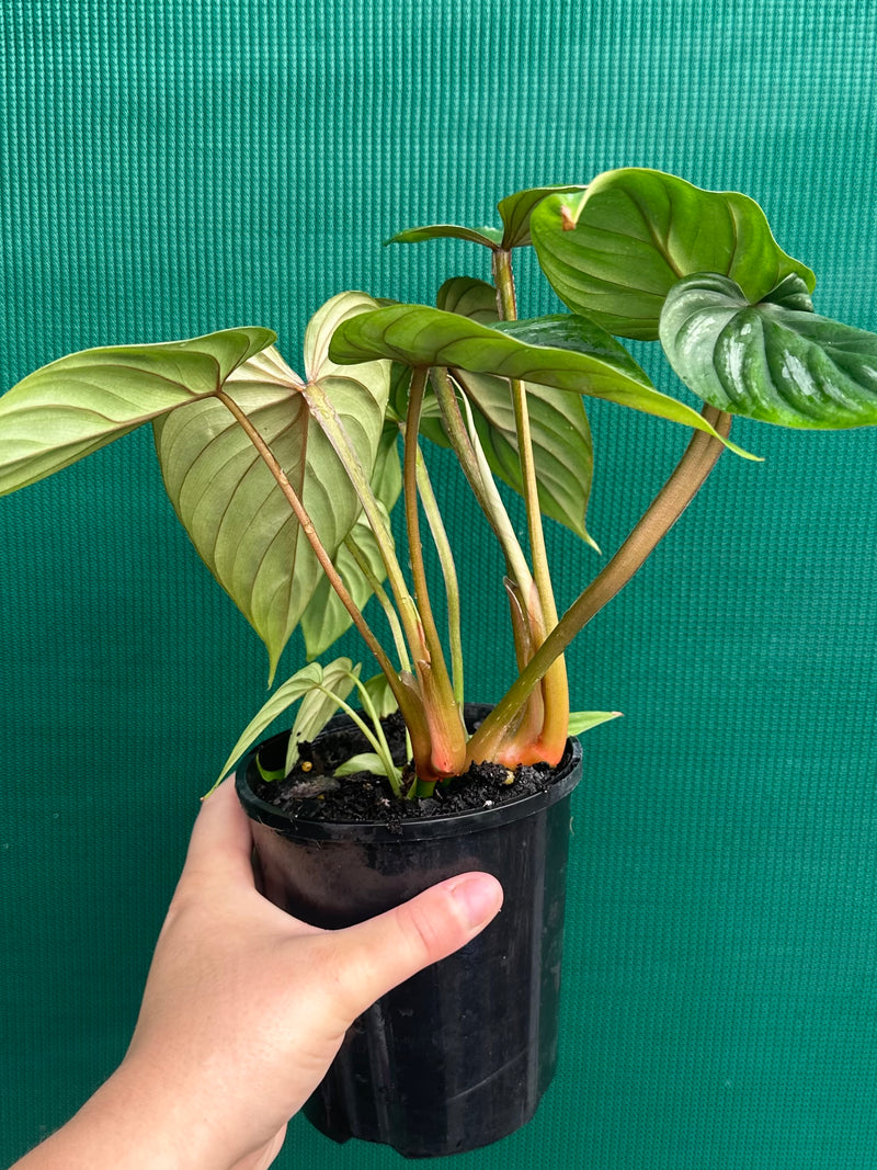 Philodendron Plowmanii ‘Narrow Form’