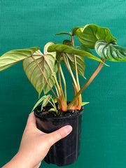 Philodendron Plowmanii ‘Narrow Form’