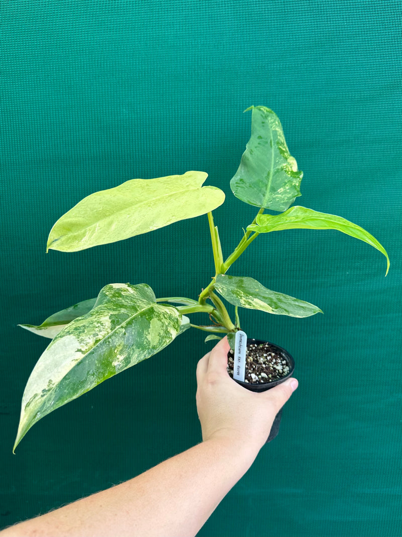 Philodendron ‘Domesticum Variegated’