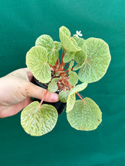 Begonia crispula