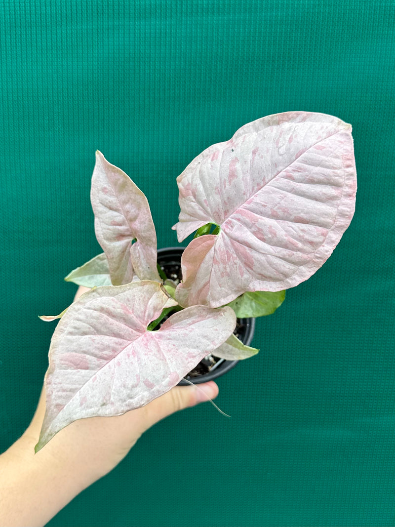 Syngonium ‘Pink Spot’