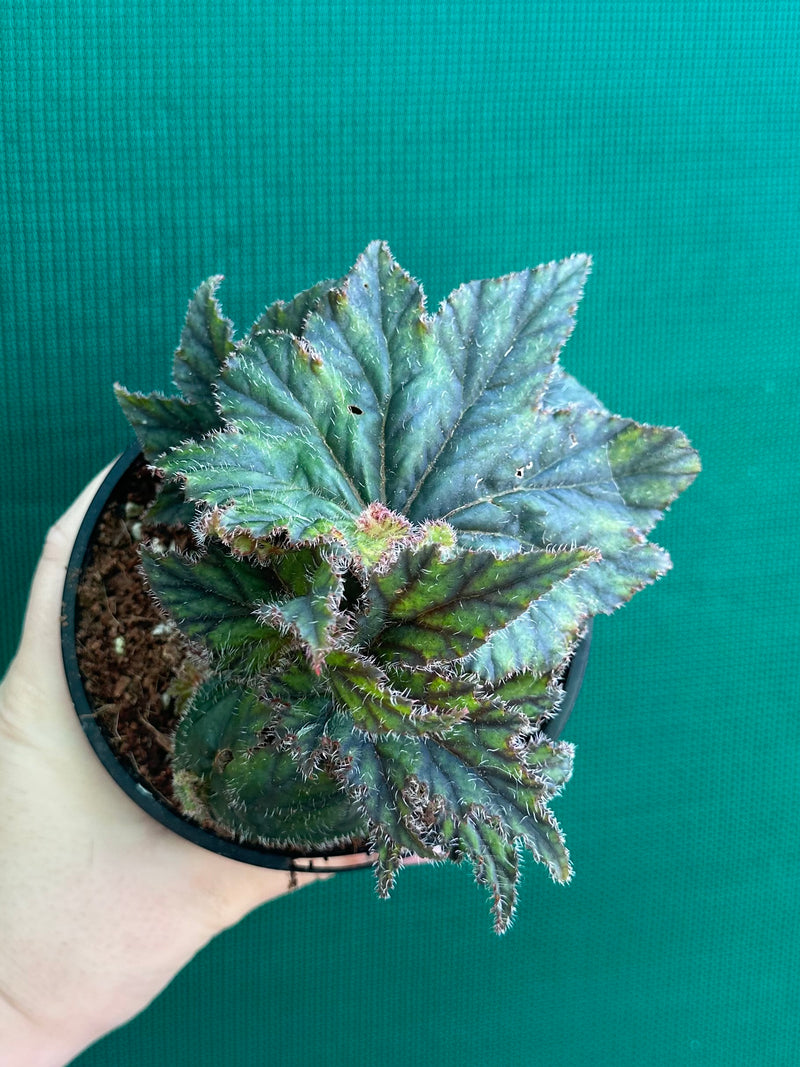 Begonia ‘Joy Fielding’ NEW