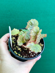 Begonia NOID 7