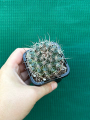 Pincushion Cactus johnstonii NEW