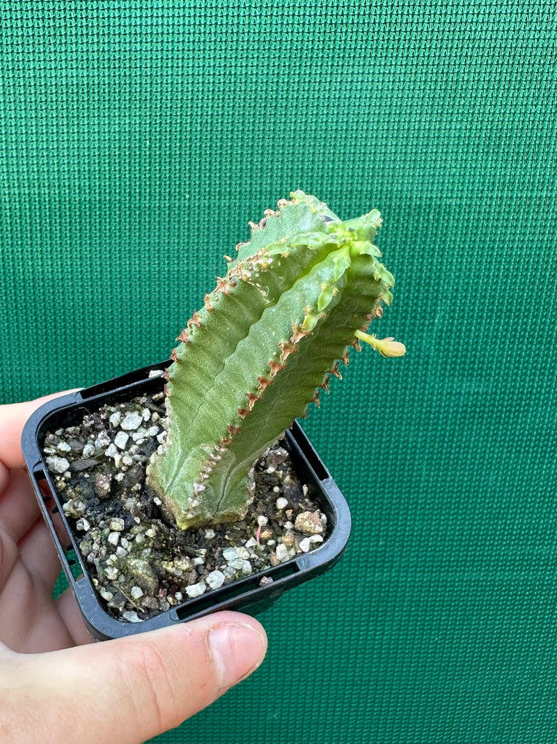 Euphorbia jansenvillensis