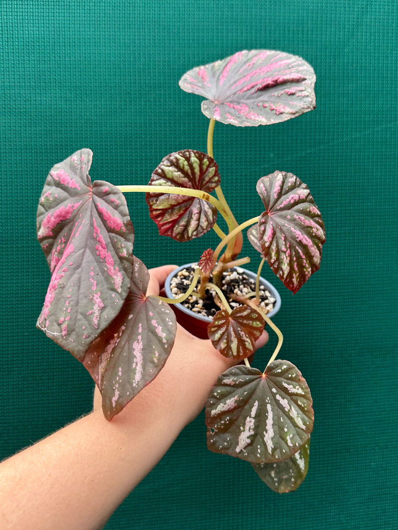 Begonia ‘Candy Stripes’ NEW