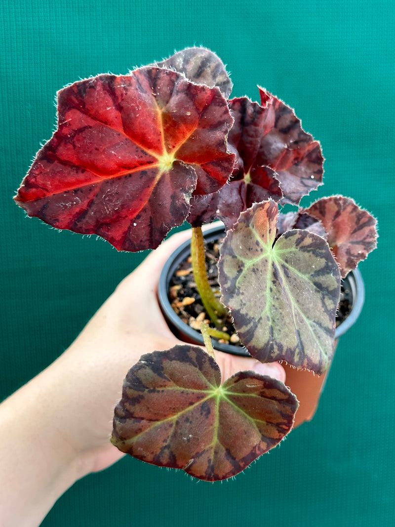 Begonia ‘Meteor’ NEW