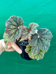 Begonia ‘Velvet Storm’