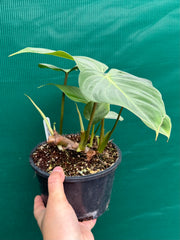 Philodendron ‘Gloriosum’