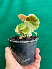 Begonia scapigera variegated NEW