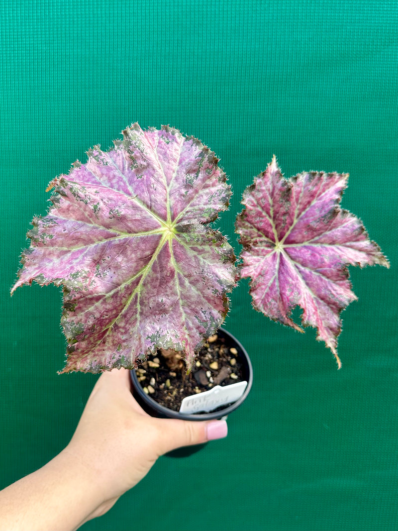 Begonia ‘Pink Galaxy’