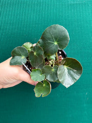 Begonia ‘Beefsteak’