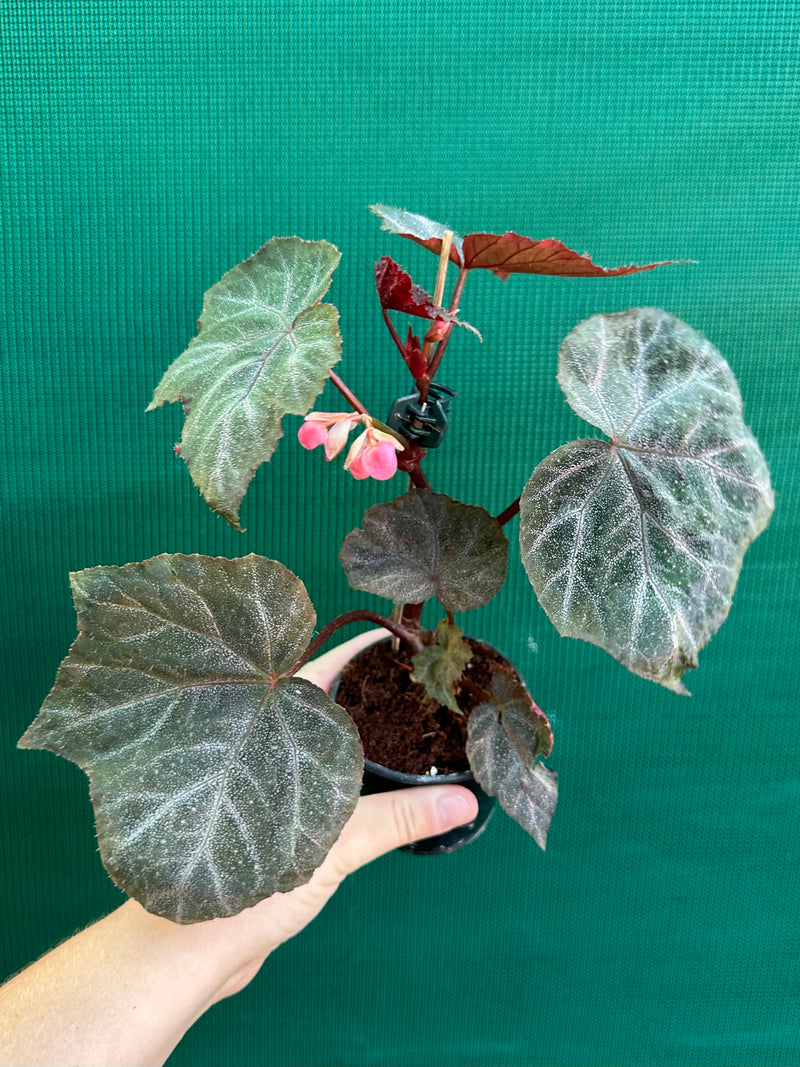 Begonia ‘Robyn’ NEW