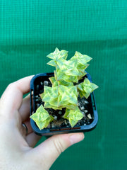 Crassula perforata variegata