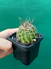 Thelocactus setaspinus