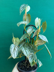 Philodendron Brandtianum