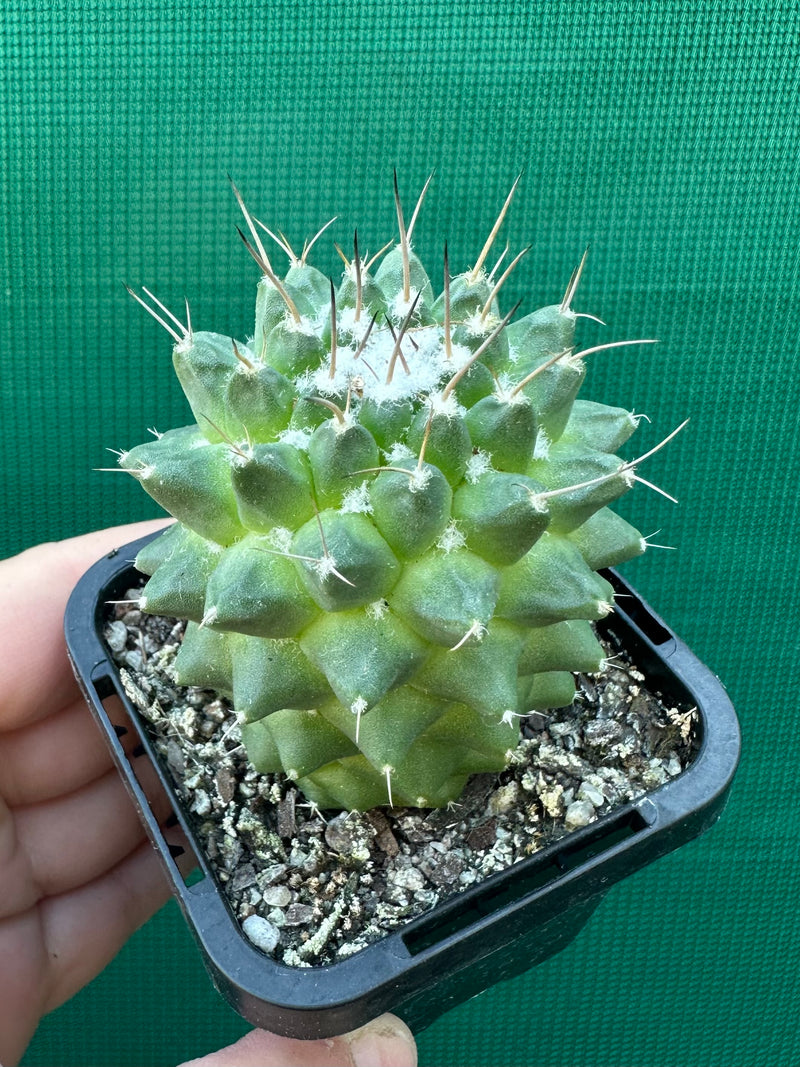 Mammillaria polythele 'Toluca'