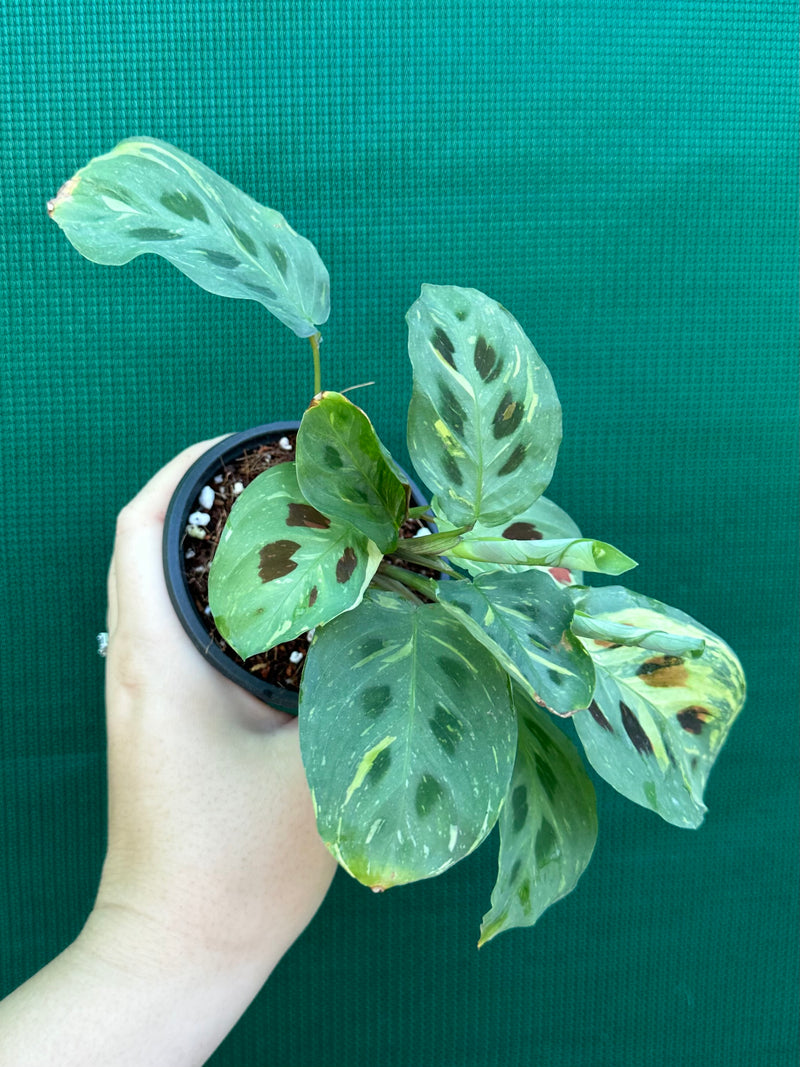 Variegated Maranta Leuconeura