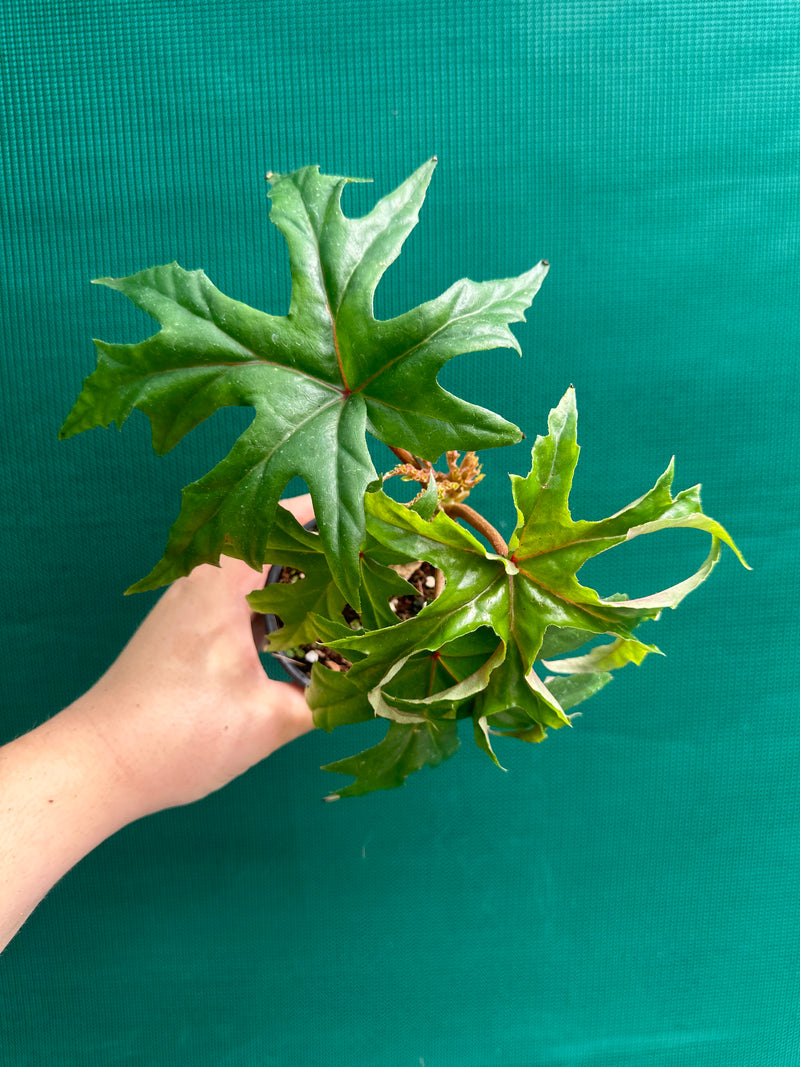 Begonia crassicaulis (species) NEW