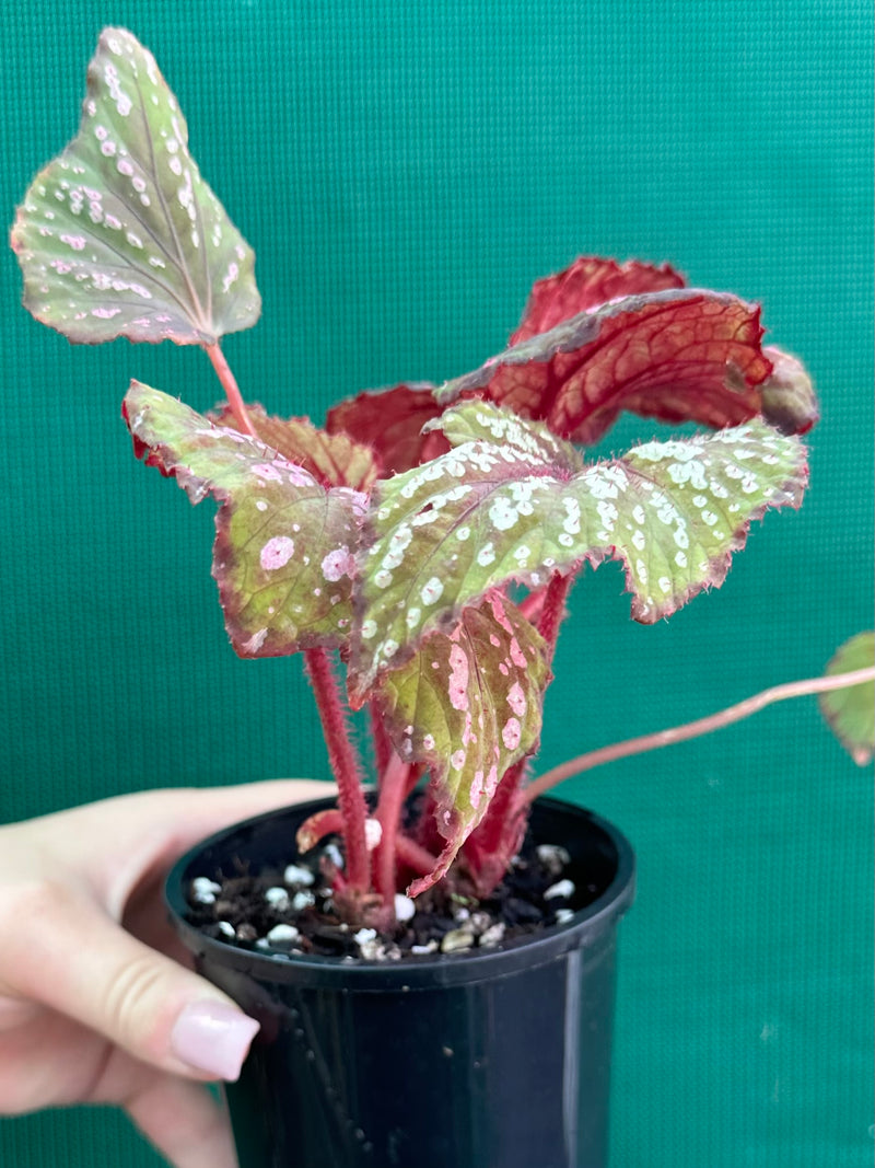 Begonia ‘Hot Pink Spotty’ NEW