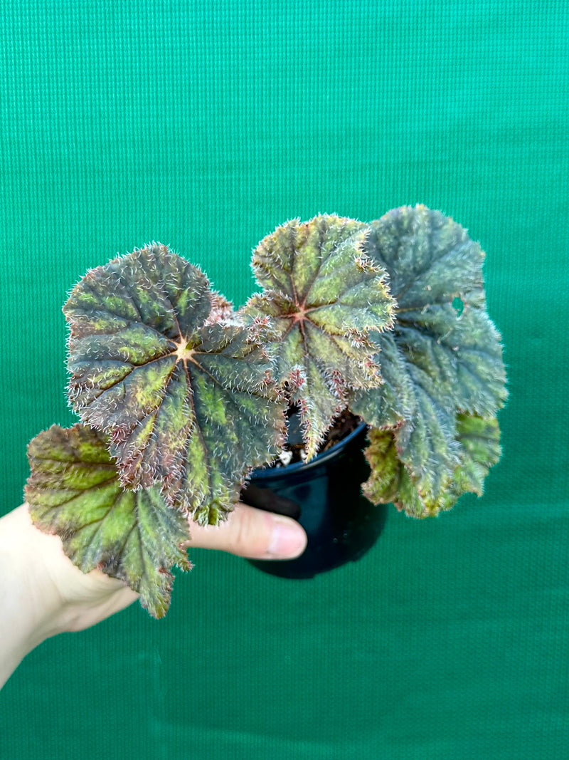 Begonia ‘Velvet Storm’