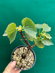 Begonia dipetala