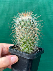 Mammillaria magnifica