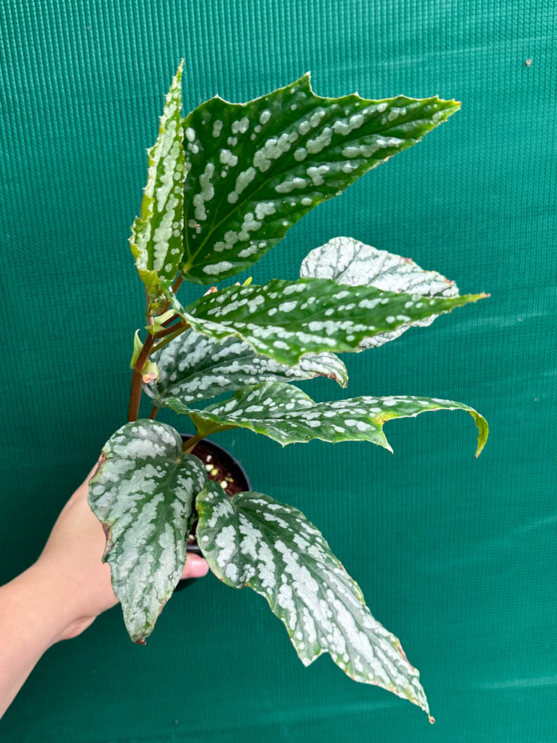 Begonia ‘hatacoa var meisner’