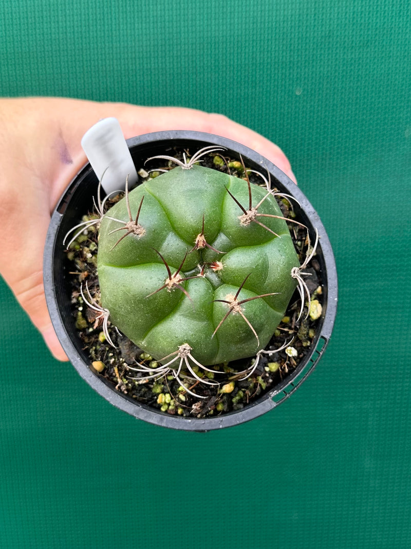 Gymnocalycium chiquitanum