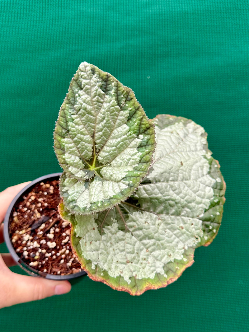 Begonia ‘Old Blue’