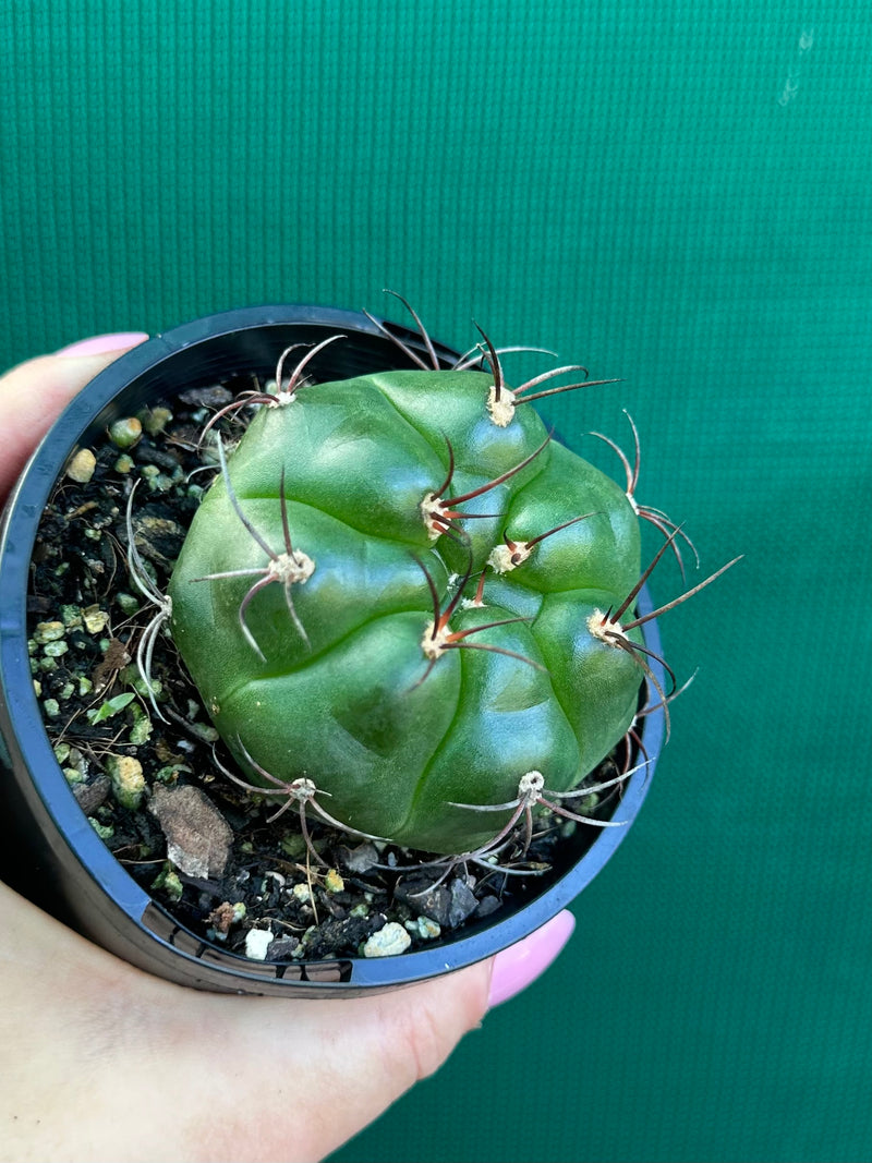 Glymnocalycium chitqutanum