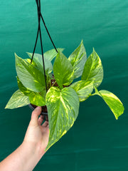 Pothos 'Golden'