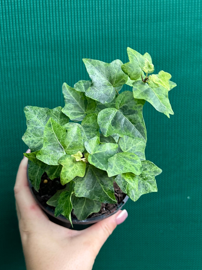 Hedera Ivy ‘Stardust’