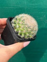 Mammillaria candida