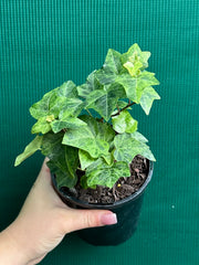 Hedera Ivy ‘Stardust’