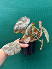 Begonia ‘Burkillii’ NEW