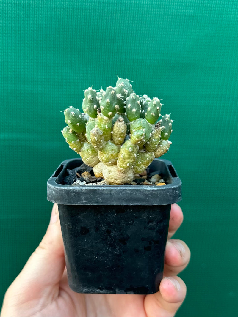 Matucana Polzii